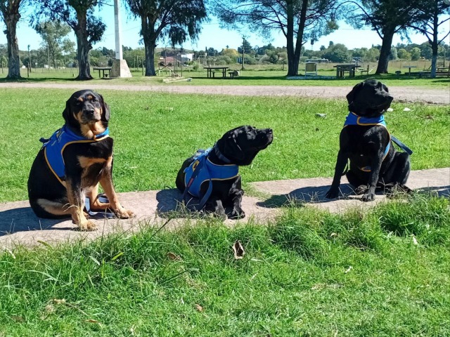 En la U27 adiestraron tres perros para personas con discapacidad